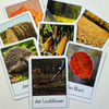 🍂 September-FoxBox: Auf Herbstreise mit dem Igel 🦔