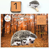🍂 September-FoxBox: Auf Herbstreise mit dem Igel 🦔